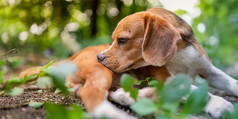 Futtermittelallergie beim Hund: Das kannst Du tun