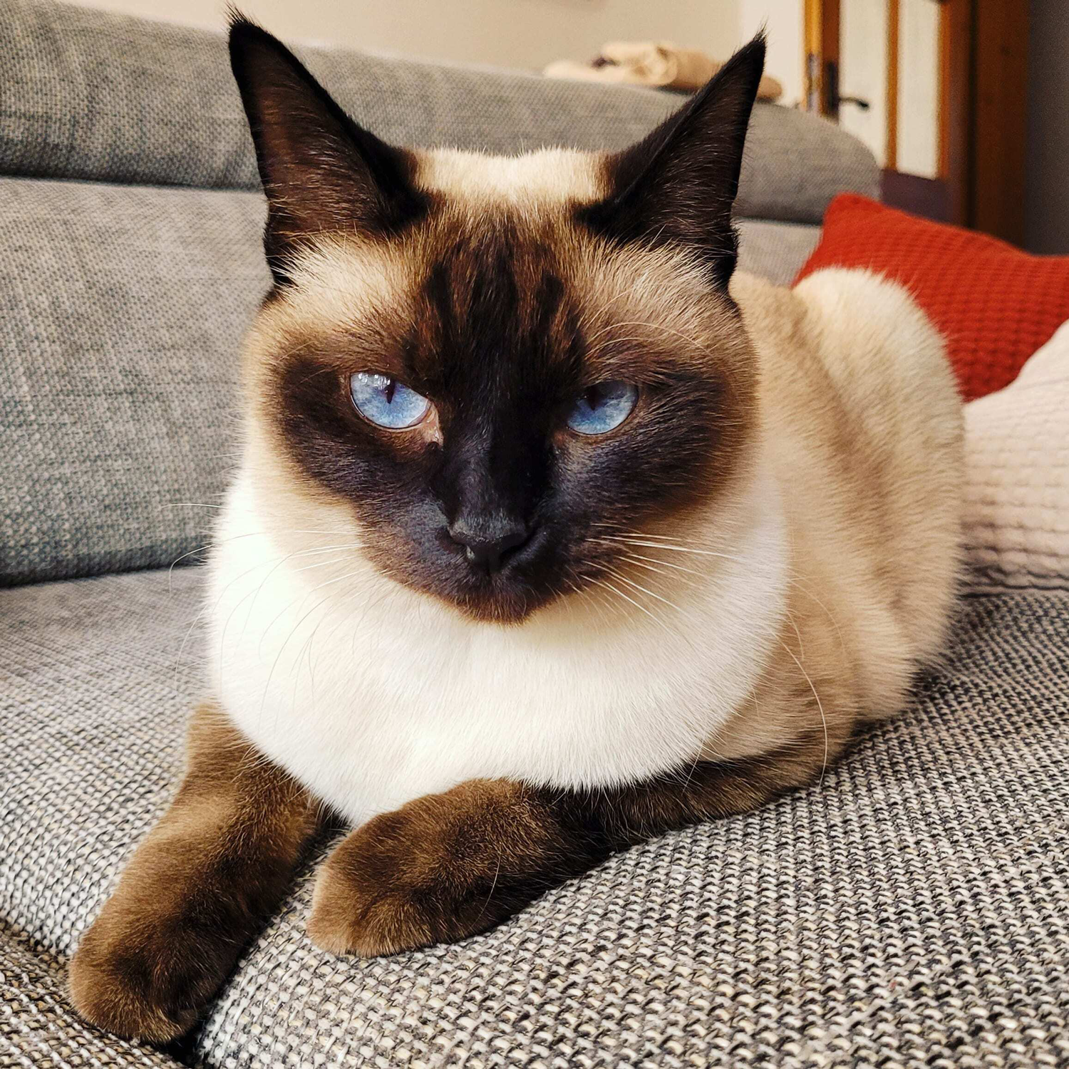 Cassy & Naomi: Warum Markus-Mühle BEUTENAH Katzenfutter?