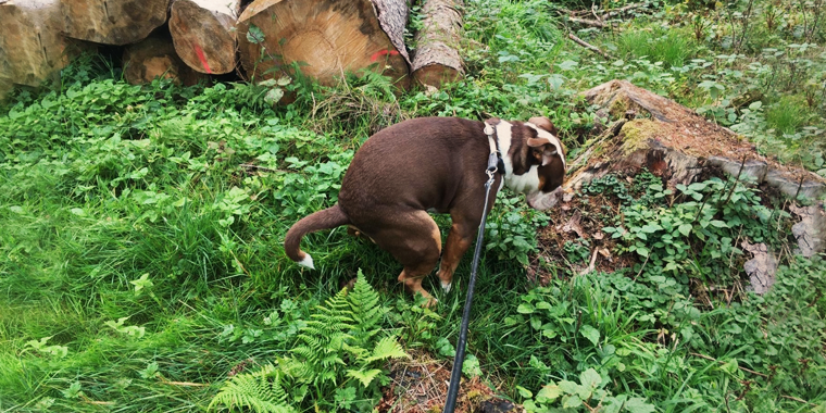 Welches Futter ist richtig, wenn Dein Hund Durchfall hat?