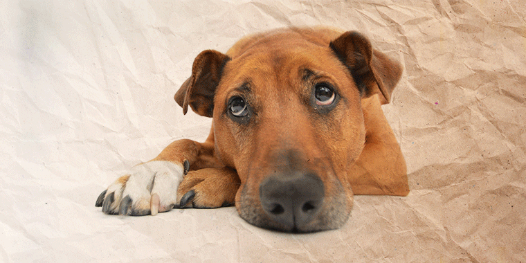 Dein Hund erbricht - welches Futter ist jetzt richtig?