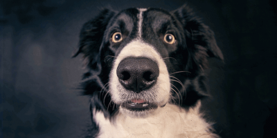 Mein Hund riecht unangenehm: Welches Futter ist jetzt richtig?
