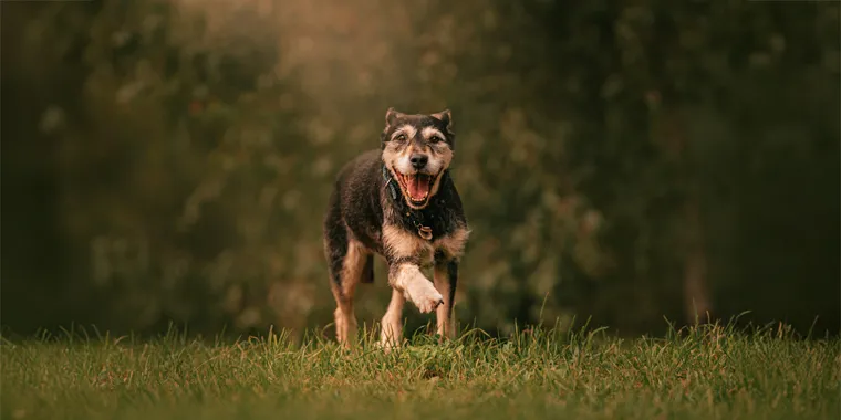 Arthrose beim Hund: Symptome, Behandlung und Ernährung