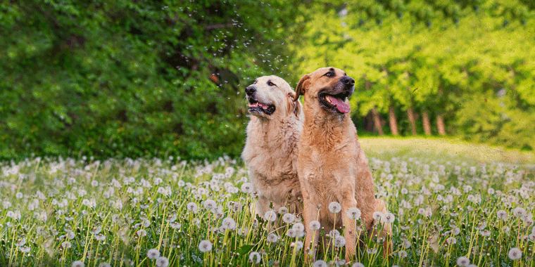 Hundefutter für alte Hunde: Welches Futter braucht Dein älterer Hund jetzt?