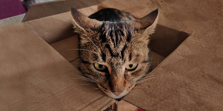 Katze beschäftigen: 7 Beschäftigungsspiele für zufriedenes Schnurren