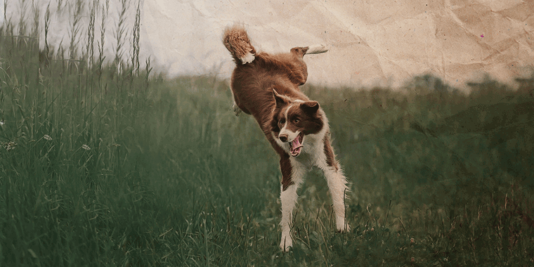 Hyperaktiver Hund: Welches Futter hilft?