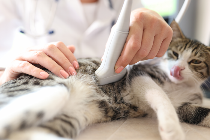 Diabetes bei der Katze – eine häufige Stoffwechselerkrankung