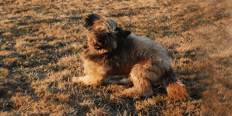 Kastrierter Hund: Welches Futter ist jetzt richtig und was ist zu beachten?