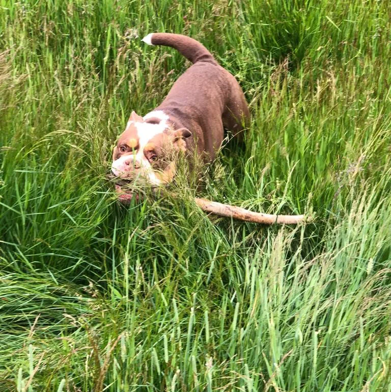 Zecken beim Hund – die unterschätzte Gefahr Zecken beim Hund – die unterschätzte Gefahr