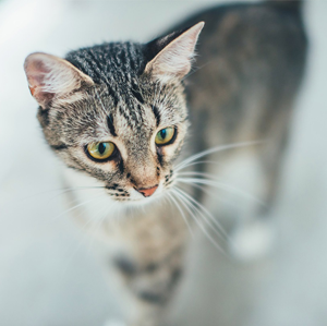 1. Hauskatze 1. Hauskatze
